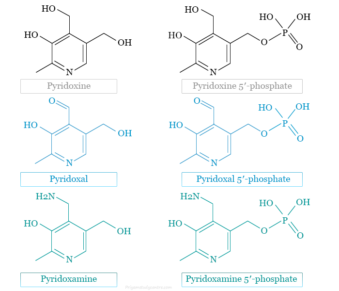 B6 Vitamini (piridoksin, piridoksal ve piridoksamin) takviyesi, kullanımları, yan etkileri